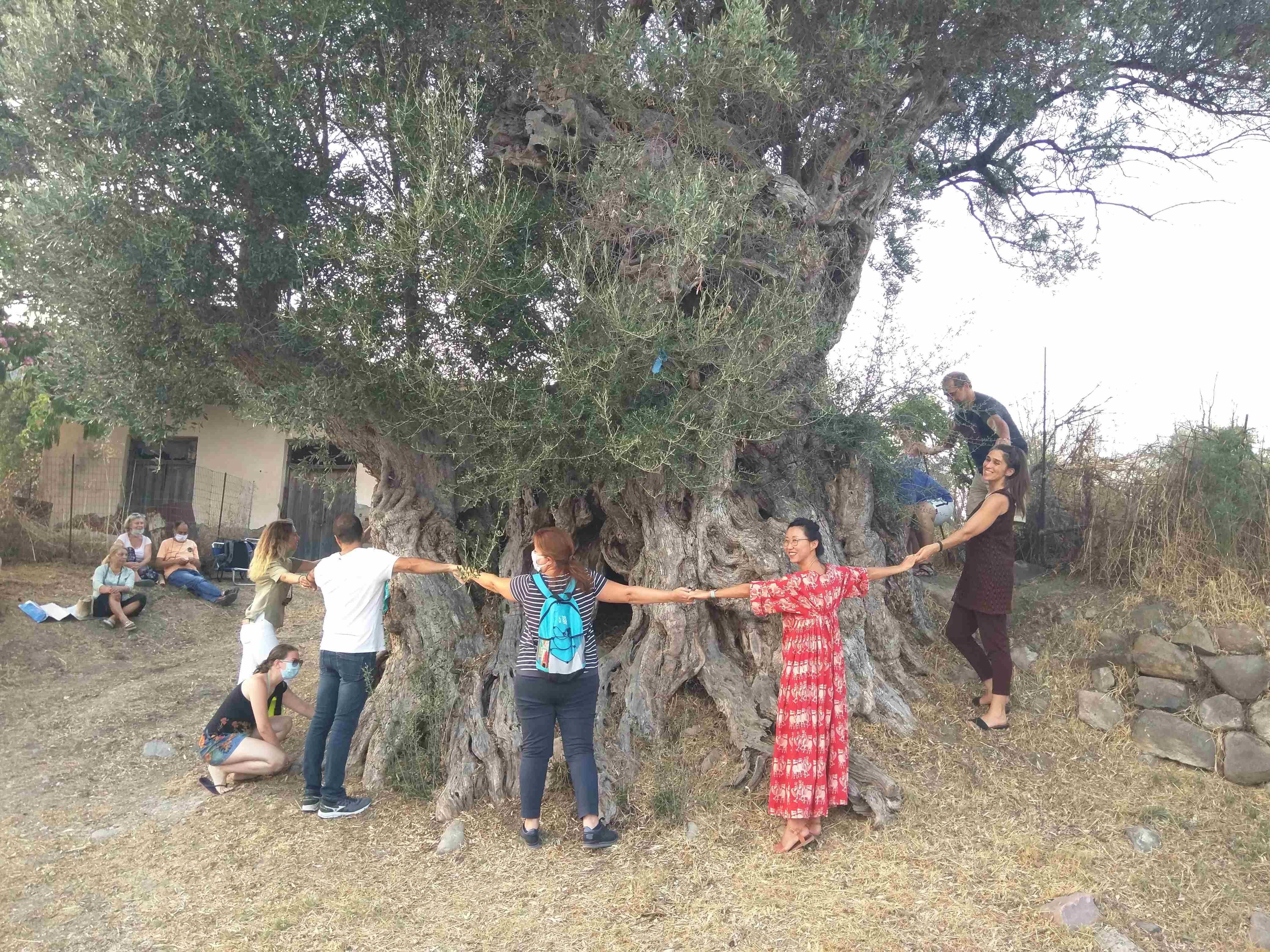 Η καλιέργεια της Ελιάς στην Περιοχή της Κύμης